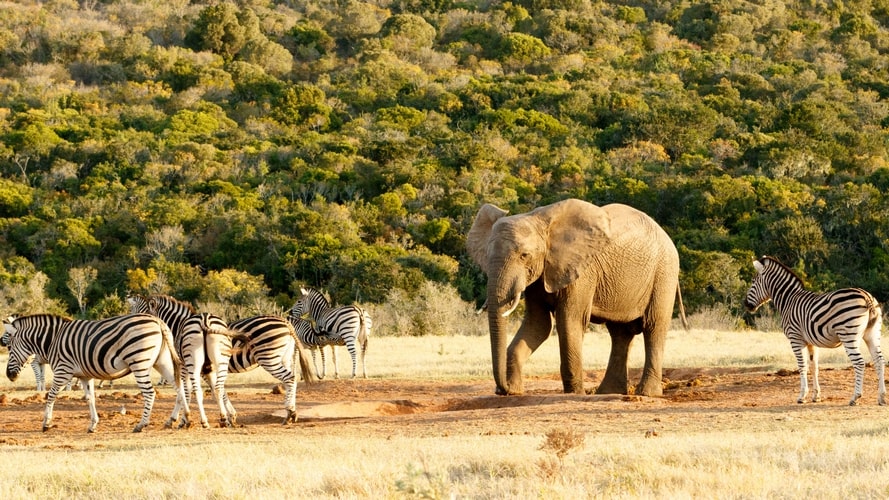 África do Sul com Safari - Pacote Turístico - Turvicam