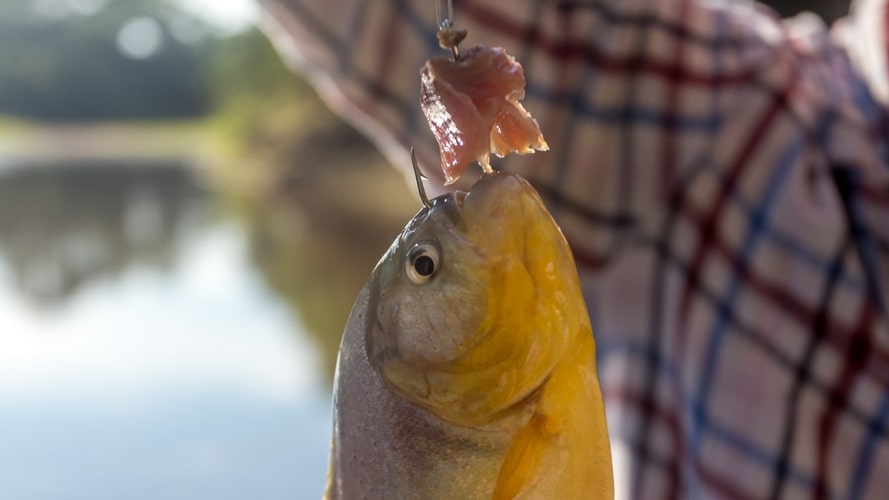 Amazon Clipper - Cruzeiro pelo Rio Negro - Pacote Turístico - Turvicam