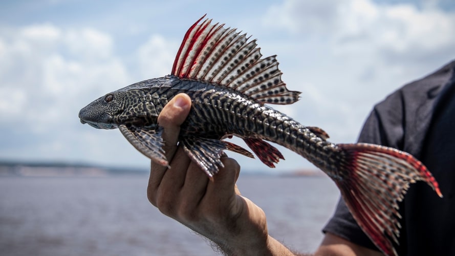 Amazonia do Amazon Ecopark - Pacote Turístico - Turvicam