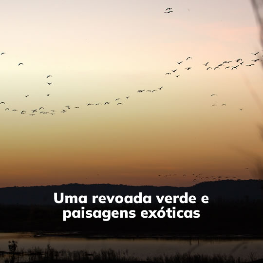 Ilha dos Papagaios, Furos & Igarapés - Passeio Regional - Turvicam