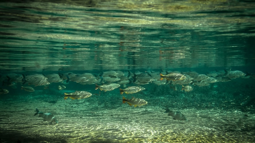 Bonito com Pantanal - Pacote Turístico - Turvicam Bonito com Pantanal - Pacote Turístico - Turvicam