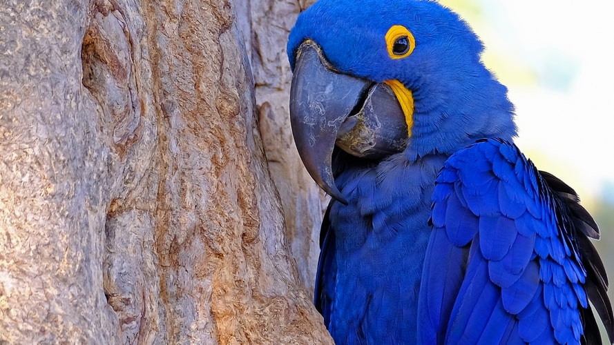 Bonito com Pantanal - Pacote Turístico - Turvicam Bonito com Pantanal - Pacote Turístico - Turvicam