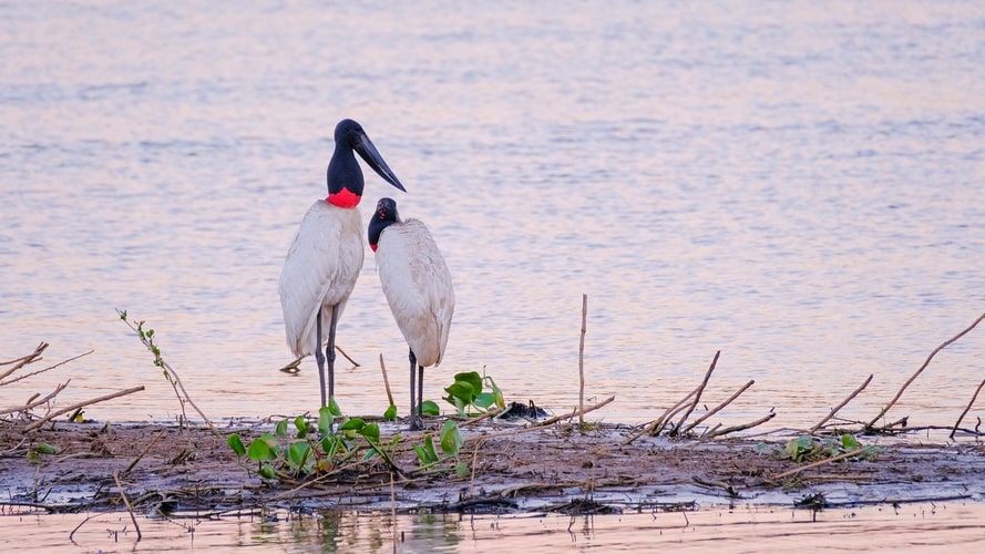 Bonito com Pantanal - Pacote Turístico - Turvicam Bonito com Pantanal - Pacote Turístico - Turvicam