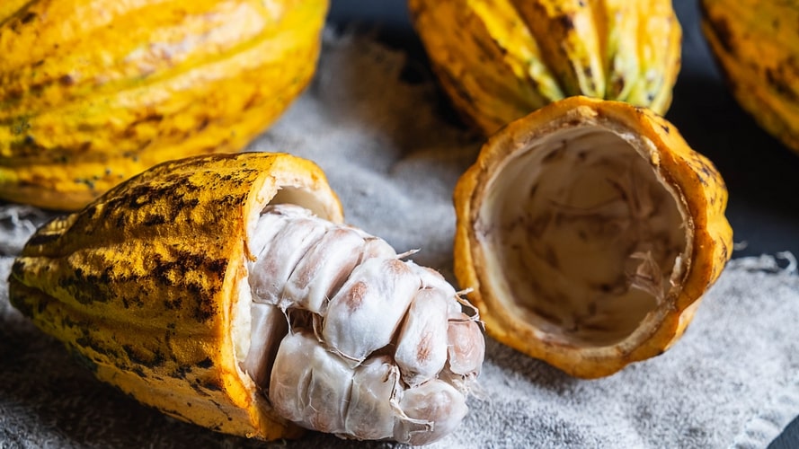 Conheça as palafitas coloridas pelos grafites da Ilha do Combu e seus sabores como o Chocolate Orgânico Amazônico. Conheça as palafitas coloridas pelos grafites da Ilha do Combu e seus sabores como o Chocolate Orgânico Amazônico.