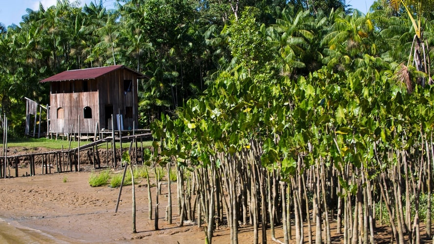 Conheça as palafitas coloridas pelos grafites da Ilha do Combu e seus sabores como o Chocolate Orgânico Amazônico. Conheça as palafitas coloridas pelos grafites da Ilha do Combu e seus sabores como o Chocolate Orgânico Amazônico.