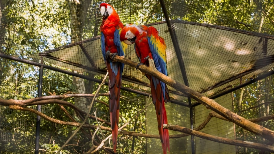 Foz do Iguaçu Completo - Pacote Turístico - Turvicam