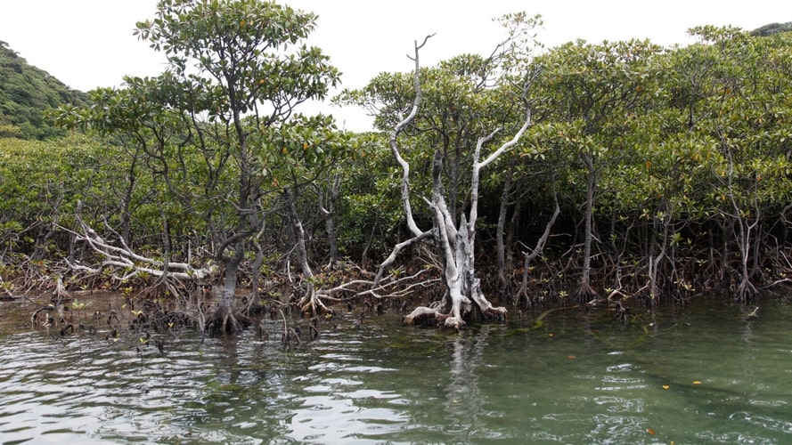 Belém e Ilha do Marajó - Passeio Regional - Turvicam