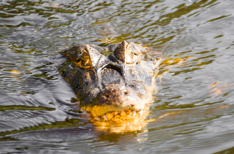 Amazônia no Amazon Ecopark Turvicam Amazônia no Amazon Ecopark Turvicam
