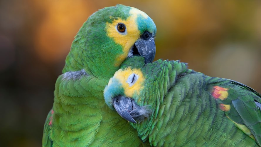 Ilha dos Papagaios, Furos & Igarapés - Passeio Regional - Turvicam